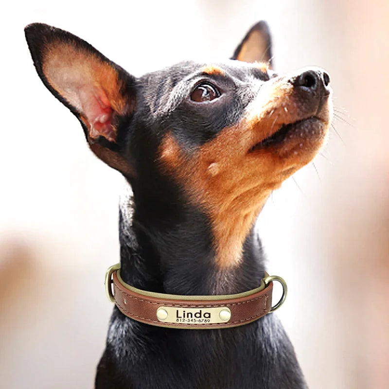 Collier en Cuir pour Chien Personnalisé – Gravure Prénom & Téléphone | Toutes Tailles