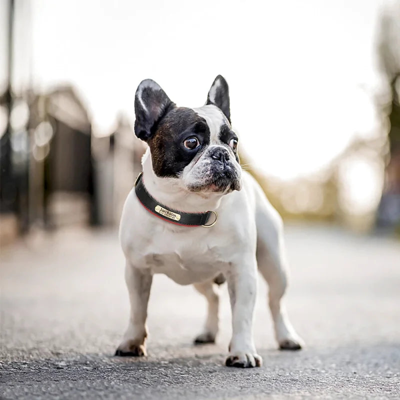 Collier en Cuir pour Chien Personnalisé – Gravure Prénom & Téléphone | Toutes Tailles