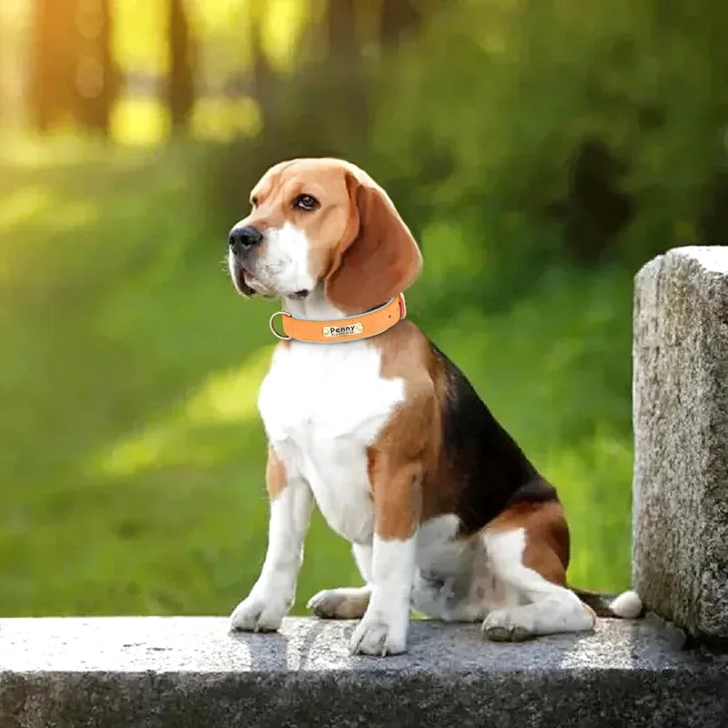 Collier en Cuir pour Chien Personnalisé – Gravure Prénom & Téléphone | Toutes Tailles