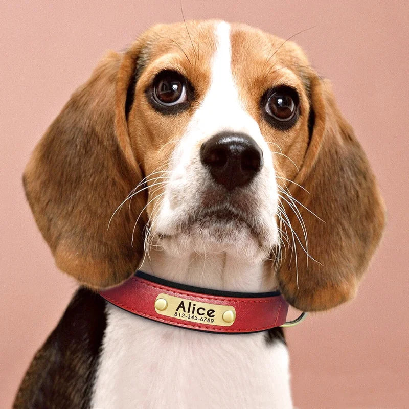 Collier en Cuir pour Chien Personnalisé – Gravure Prénom & Téléphone | Toutes Tailles