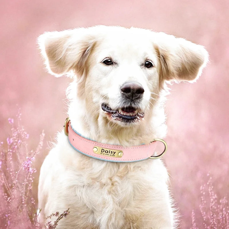 Collier en Cuir pour Chien Personnalisé – Gravure Prénom & Téléphone | Toutes Tailles
