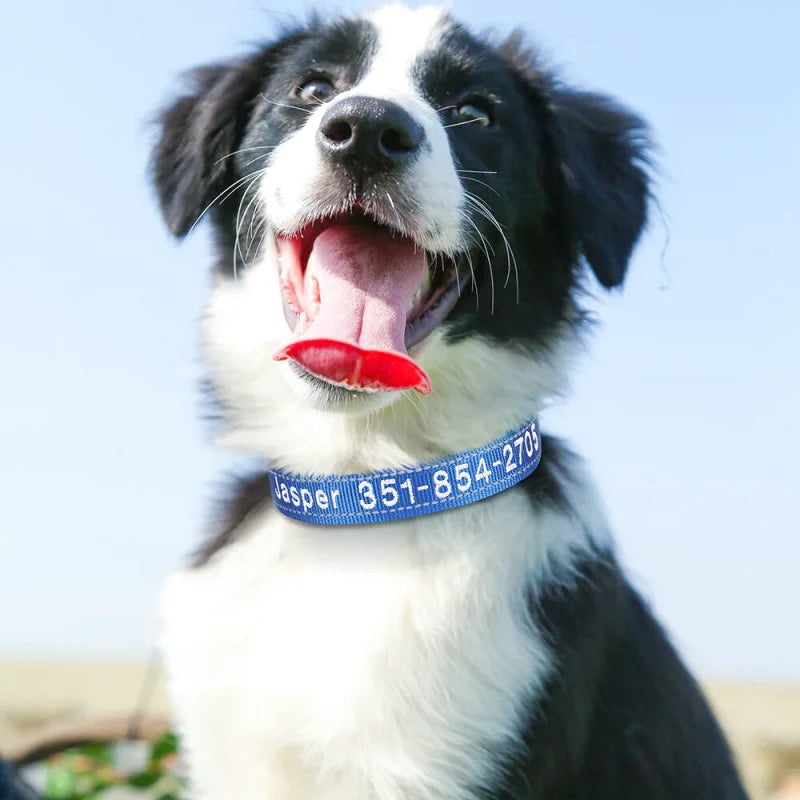 collier_brod_pour_identifier_votre_chien