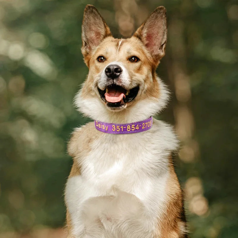 Collier Nylon Brodé Personnalisé pour Chien – Réfléchissant | S à XL